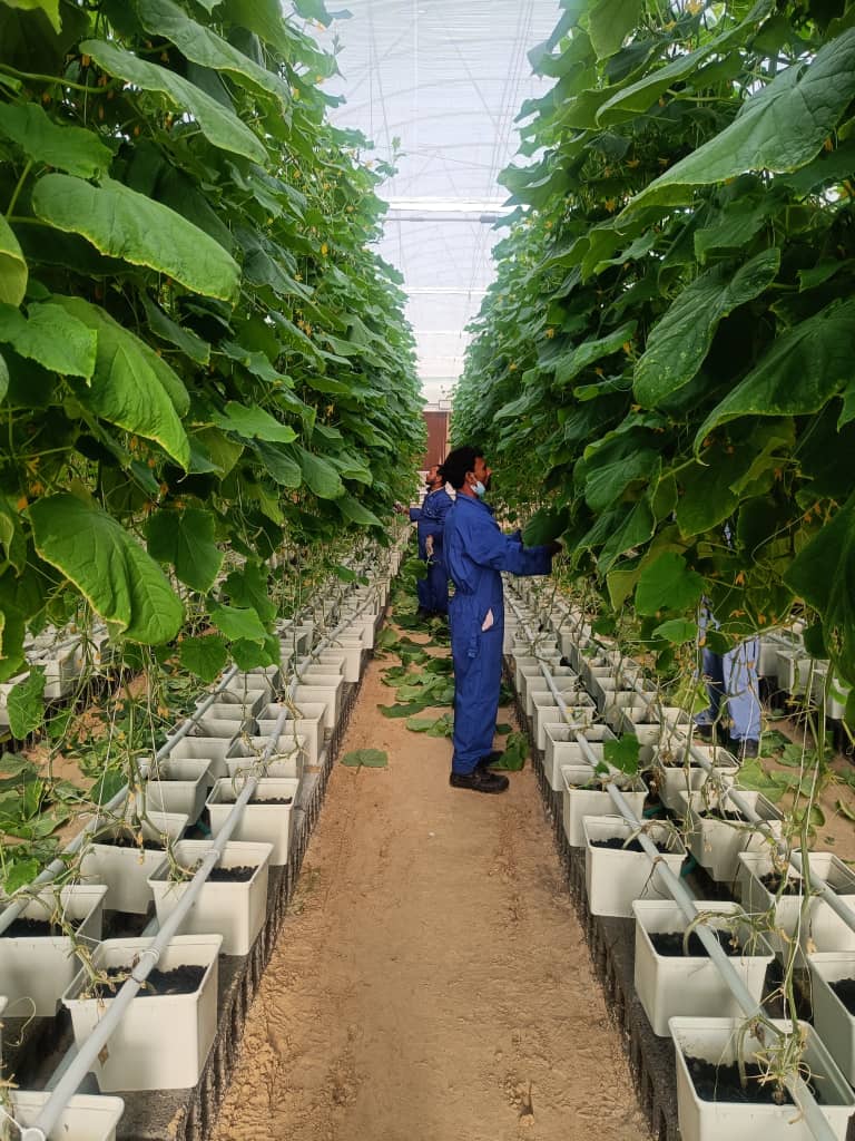 greenhouse vegetables